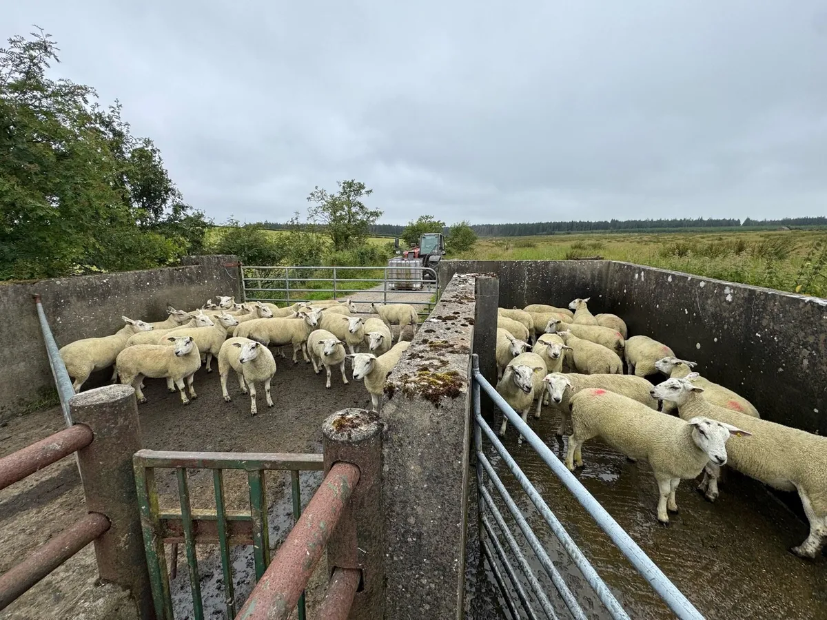 Texel mule and Texel hoggets - Image 1