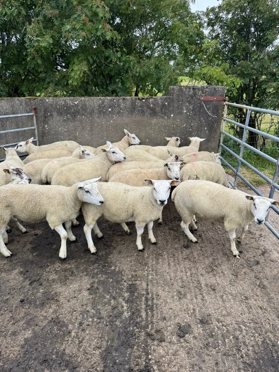 Texel mule and Texel hoggets - Image 2