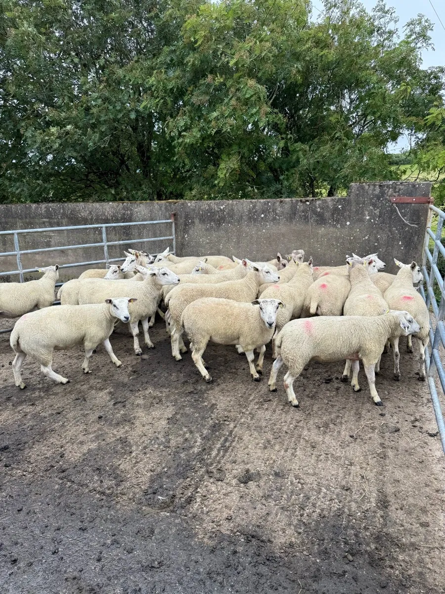 Texel mule and Texel hoggets - Image 3