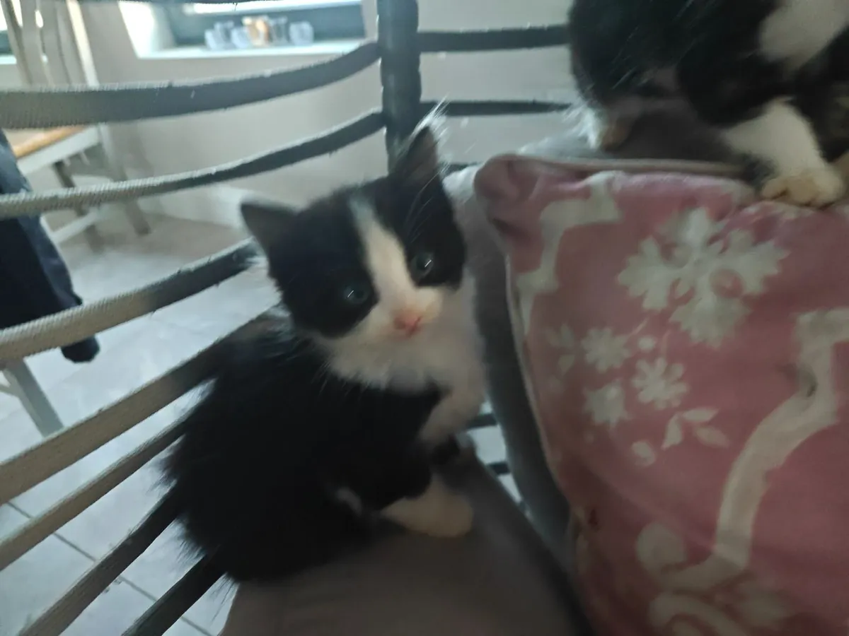Kittens - Image 3