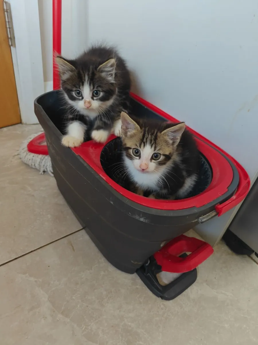 Kittens - Image 4