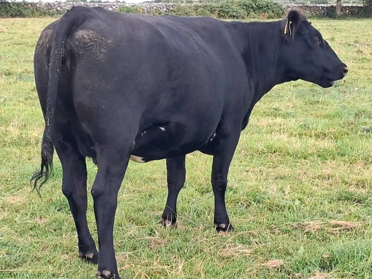 Angus In-Calf Heifer - Image 2