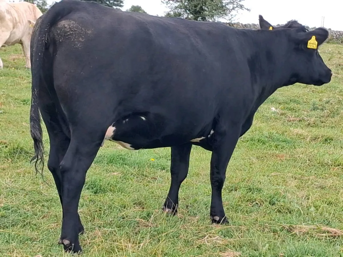 Angus In-Calf Heifer - Image 3