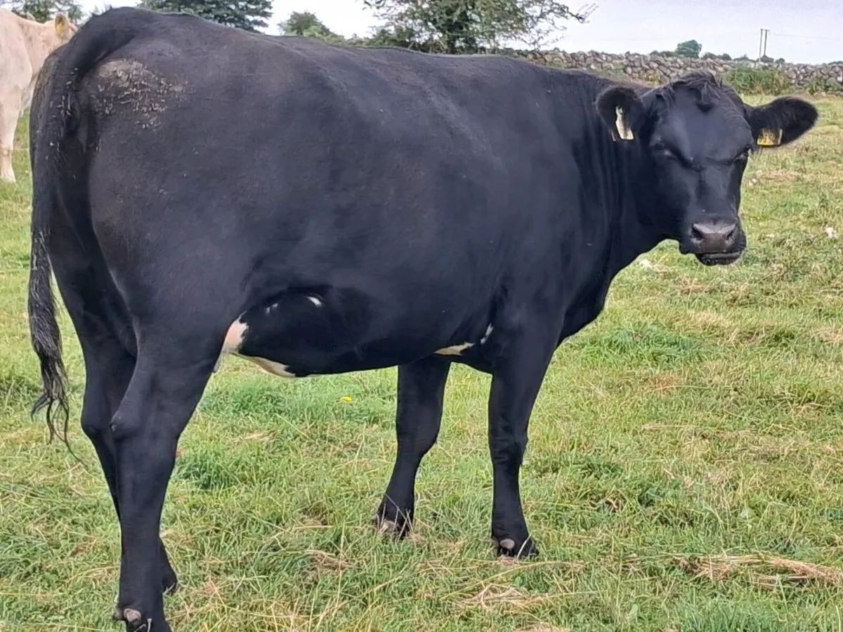Angus In-Calf Heifer - Image 4