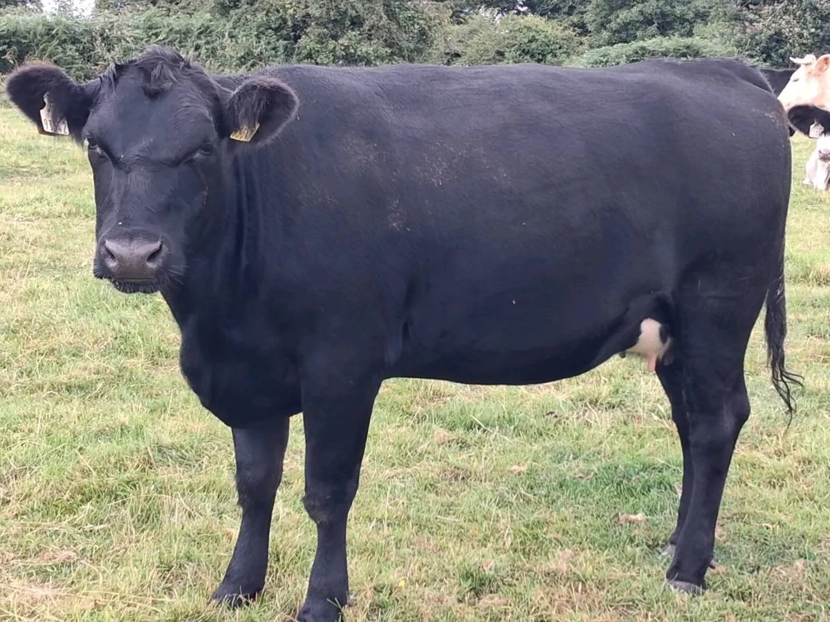 Angus In-Calf Heifer - Image 1