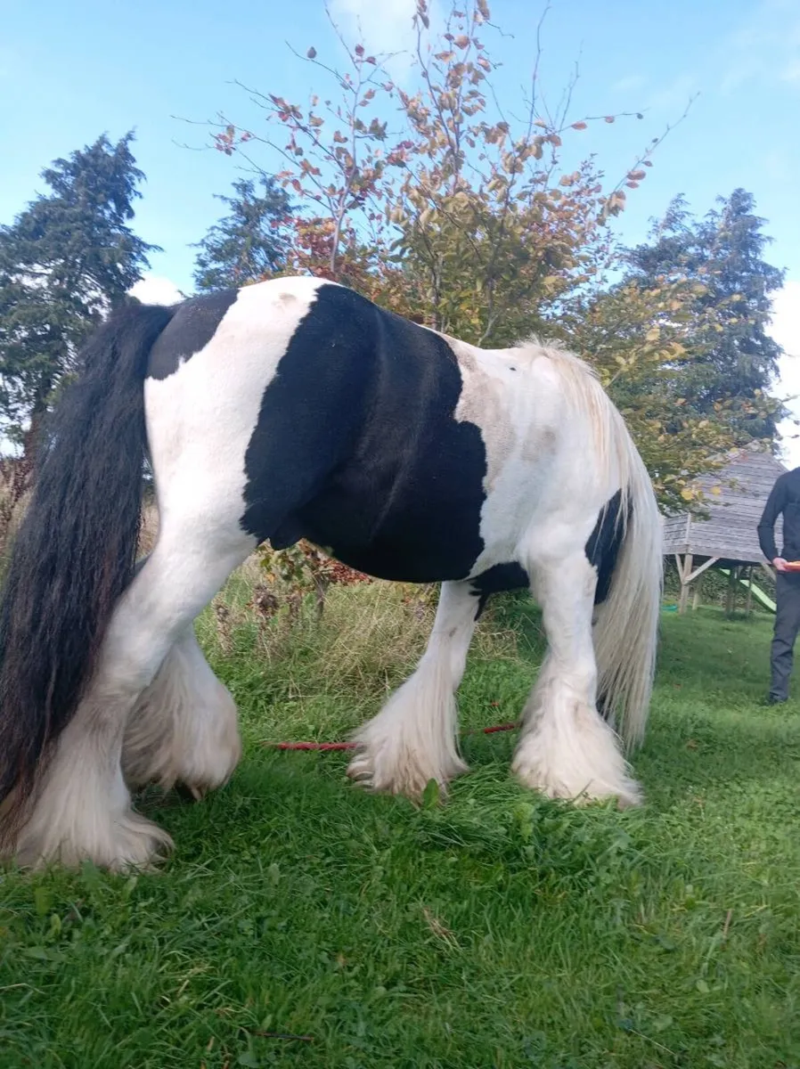Stallion for sale - Image 3
