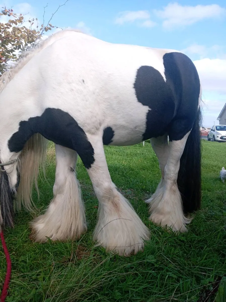 Stallion for sale - Image 4