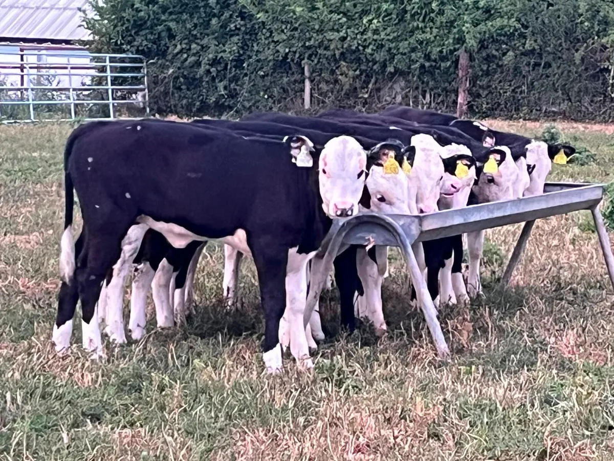 Reared heifer calves - Image 3