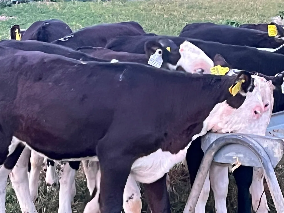Reared heifer calves - Image 4