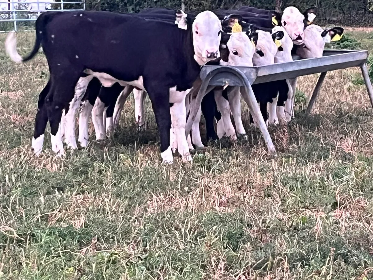 Reared heifer calves - Image 1
