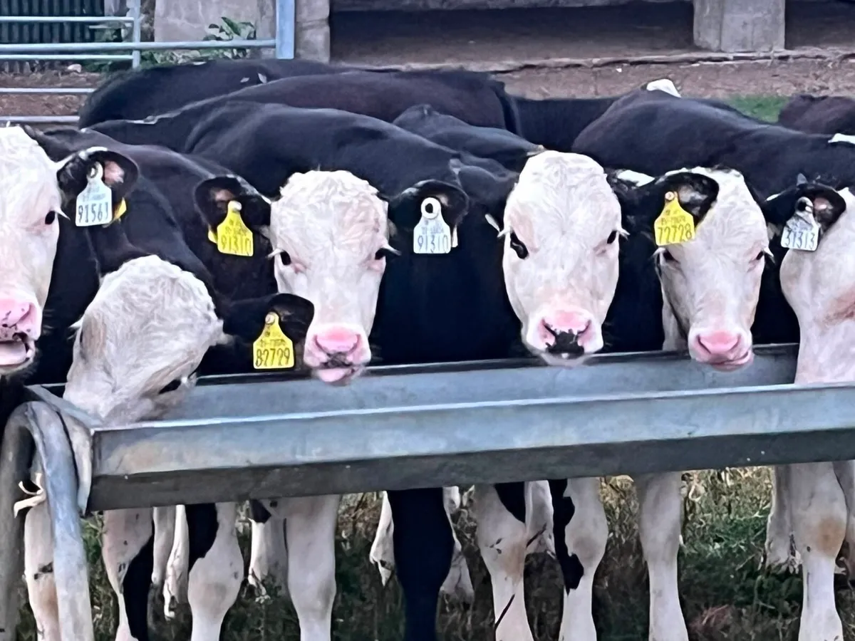 Reared heifer calves - Image 2