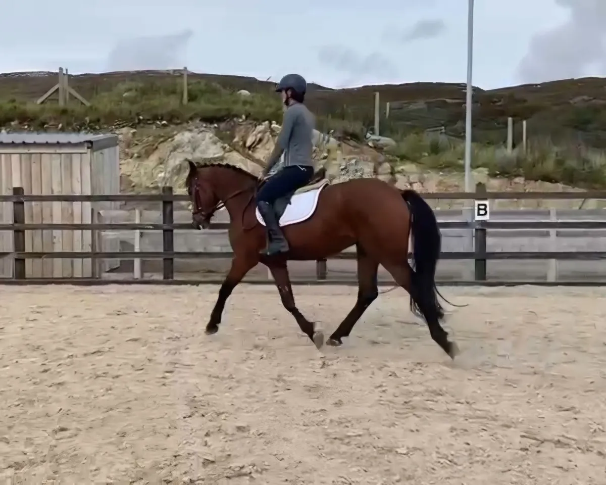 Super 4 year old ISH x Con Gelding! - Image 1