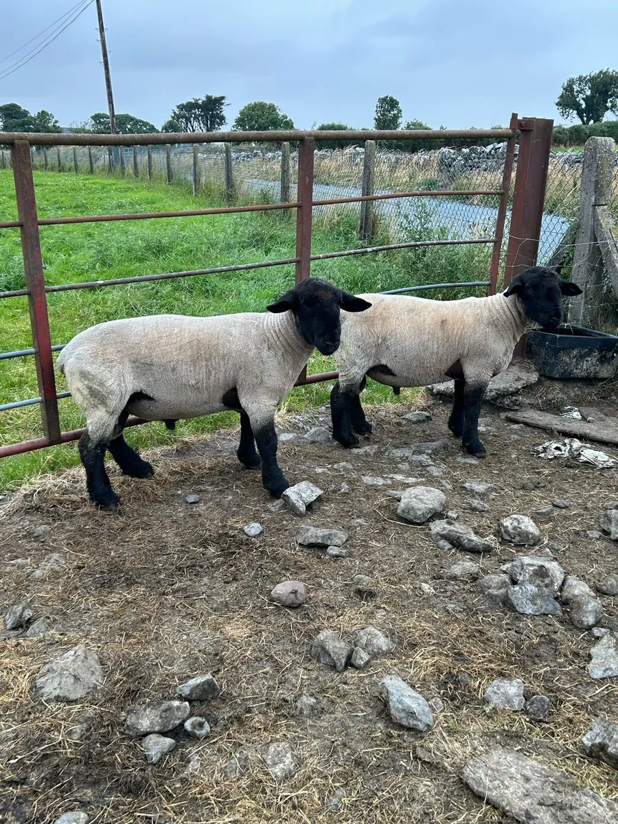 Pbnr charrolaois and Suffolk hogget rams - Image 3