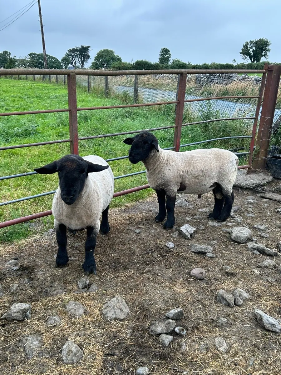 Pbnr charrolaois and Suffolk hogget rams - Image 4