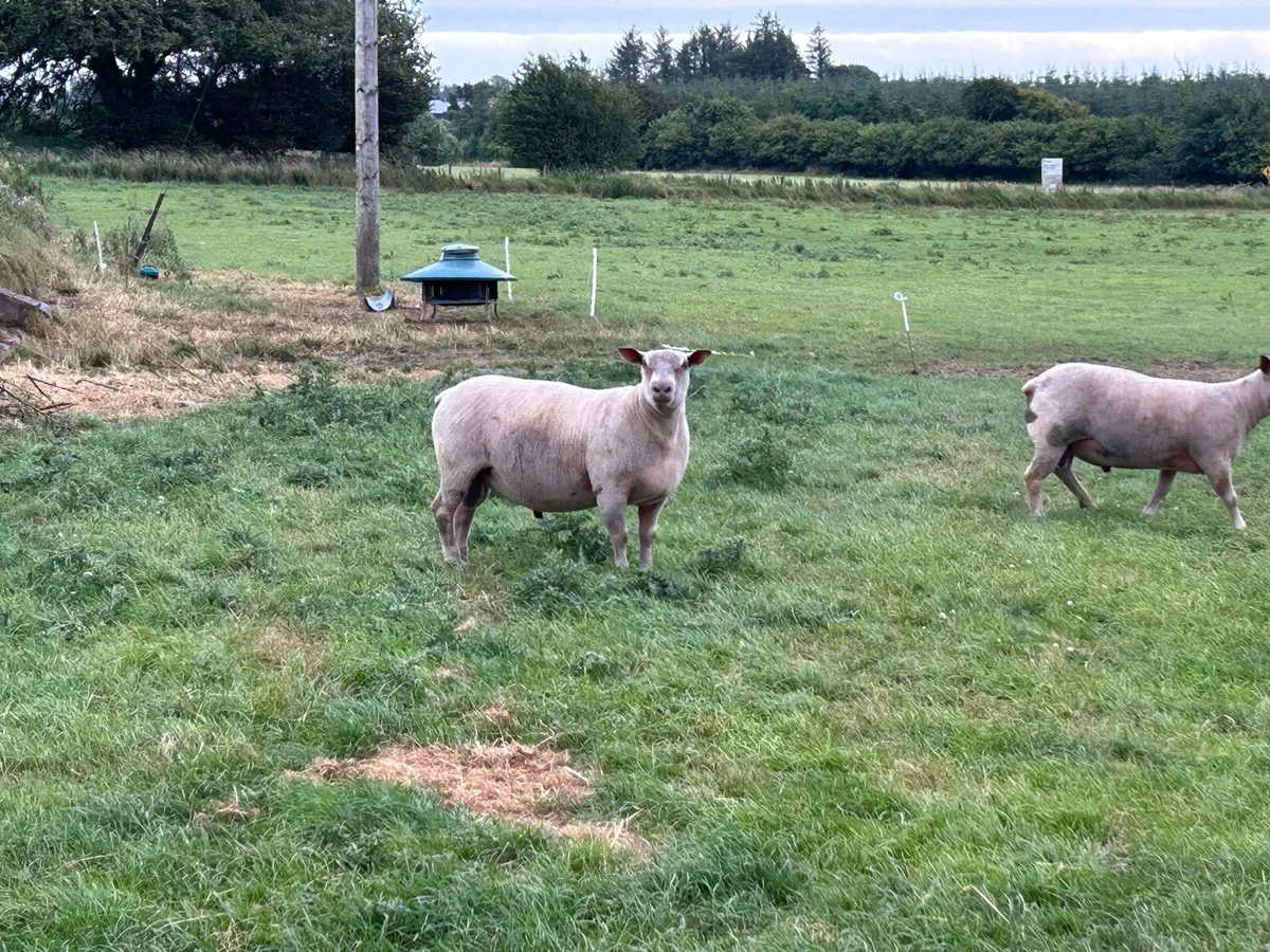 Pbnr charrolaois and Suffolk hogget rams - Image 2