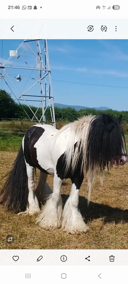 Stallion for sale - Image 1