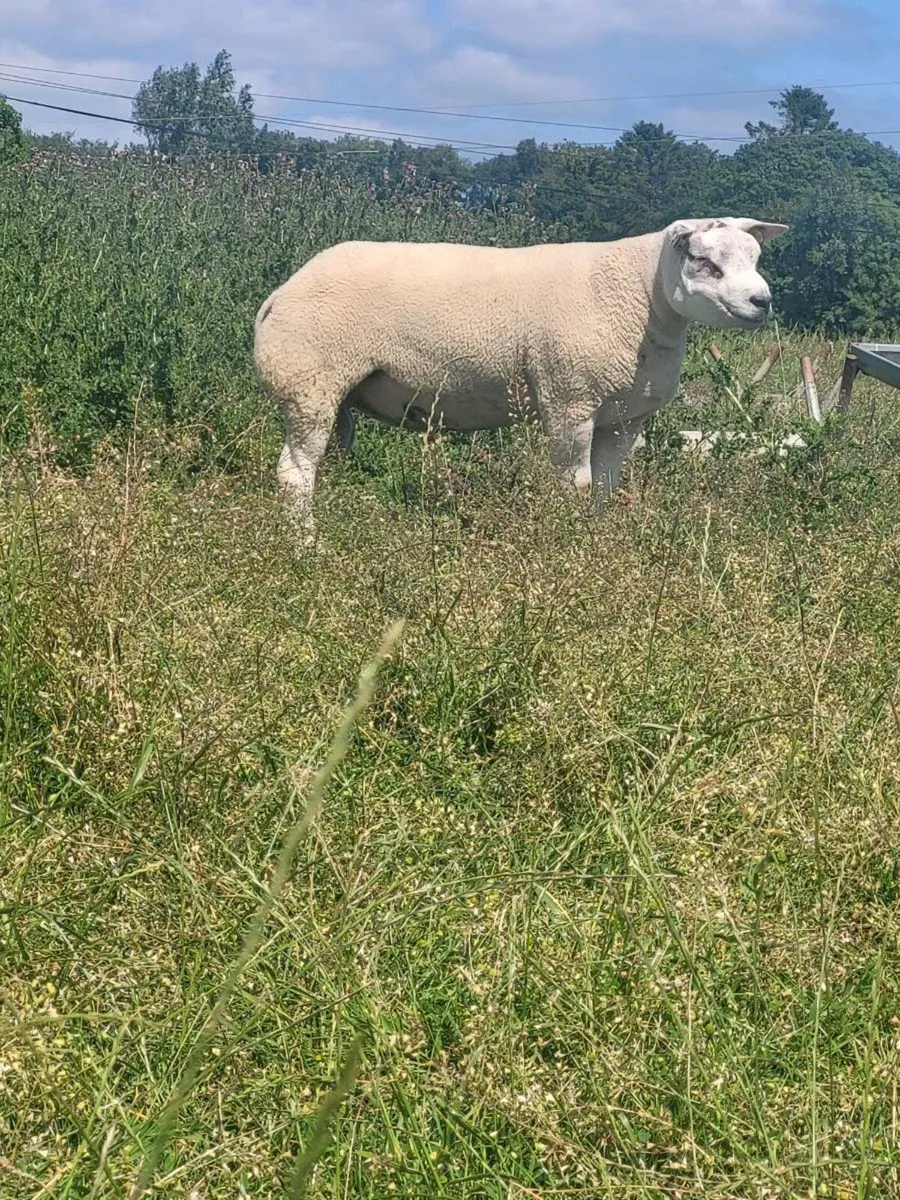 Rams - Image 1