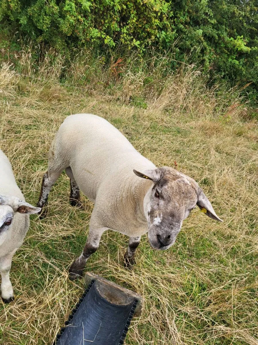 Rams - Image 3