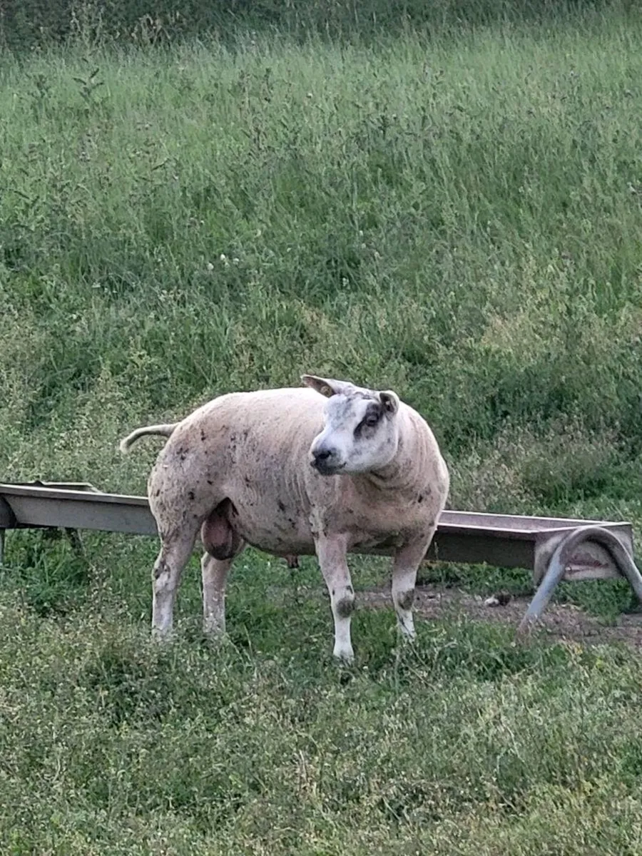 Rams - Image 2