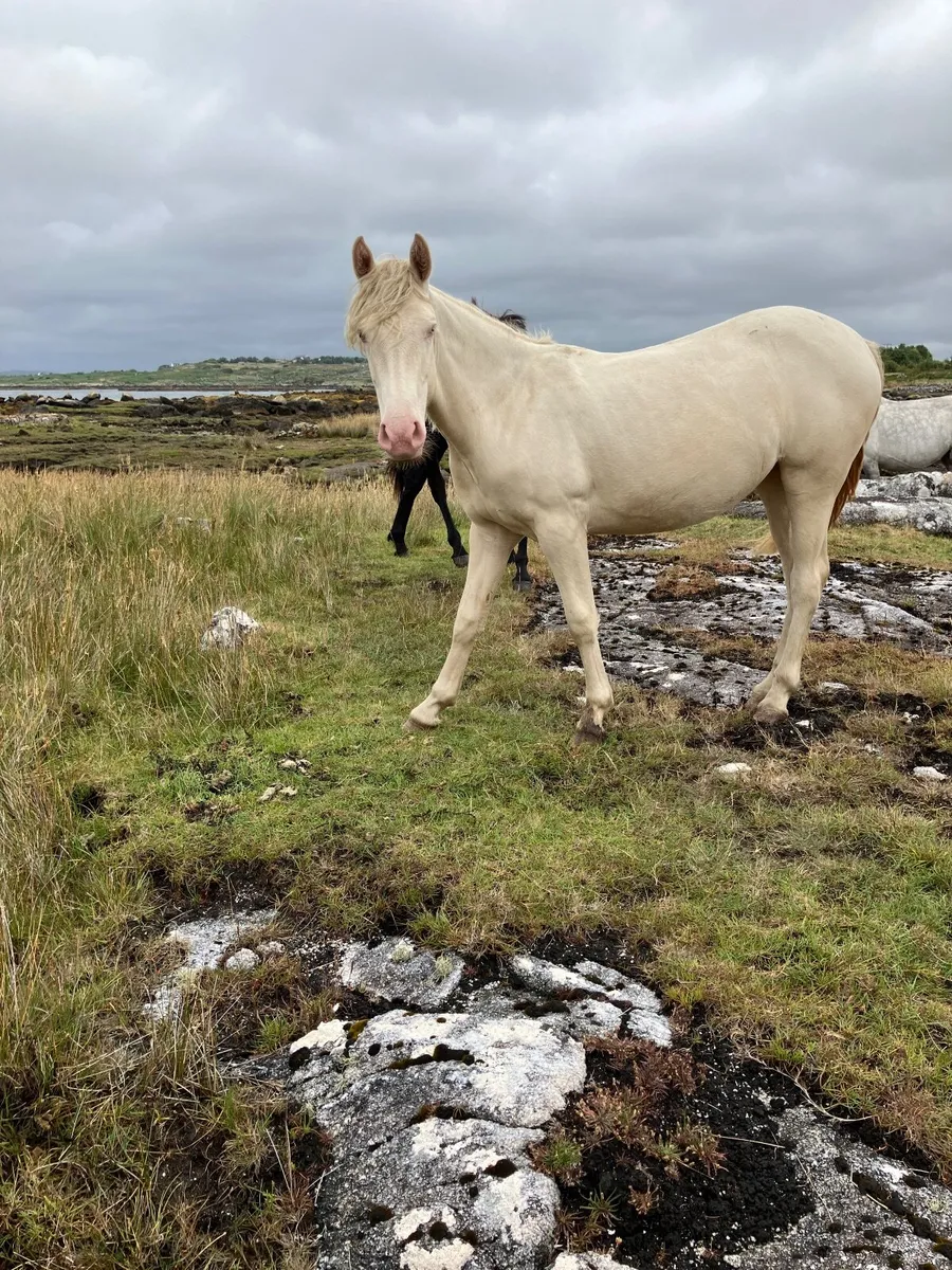 Connemara Yearling filly’s - Image 1