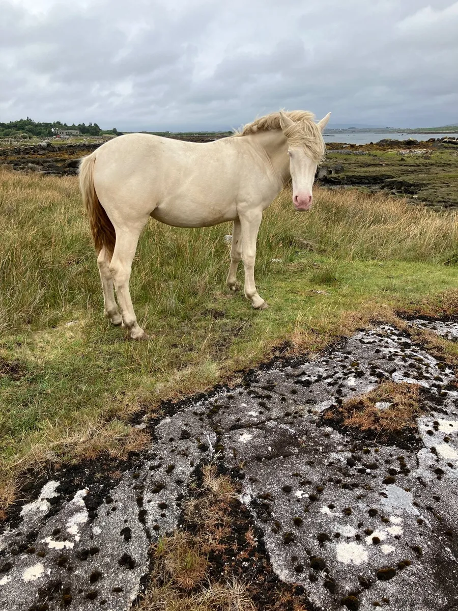 Connemara Yearling filly’s - Image 2