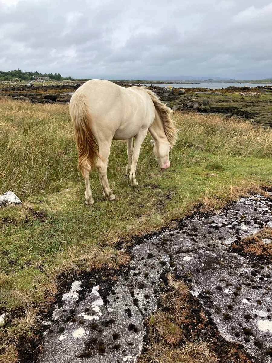 Connemara Yearling filly’s - Image 3