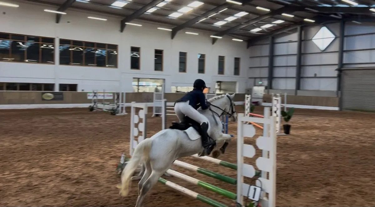 Class 1 full connemara gelding - Lot26a Cavan Sale - Image 3