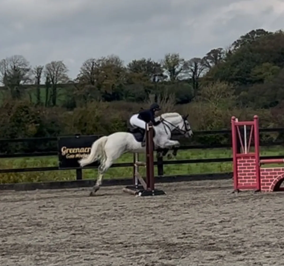 Class 1 full connemara gelding - Lot26a Cavan Sale - Image 4