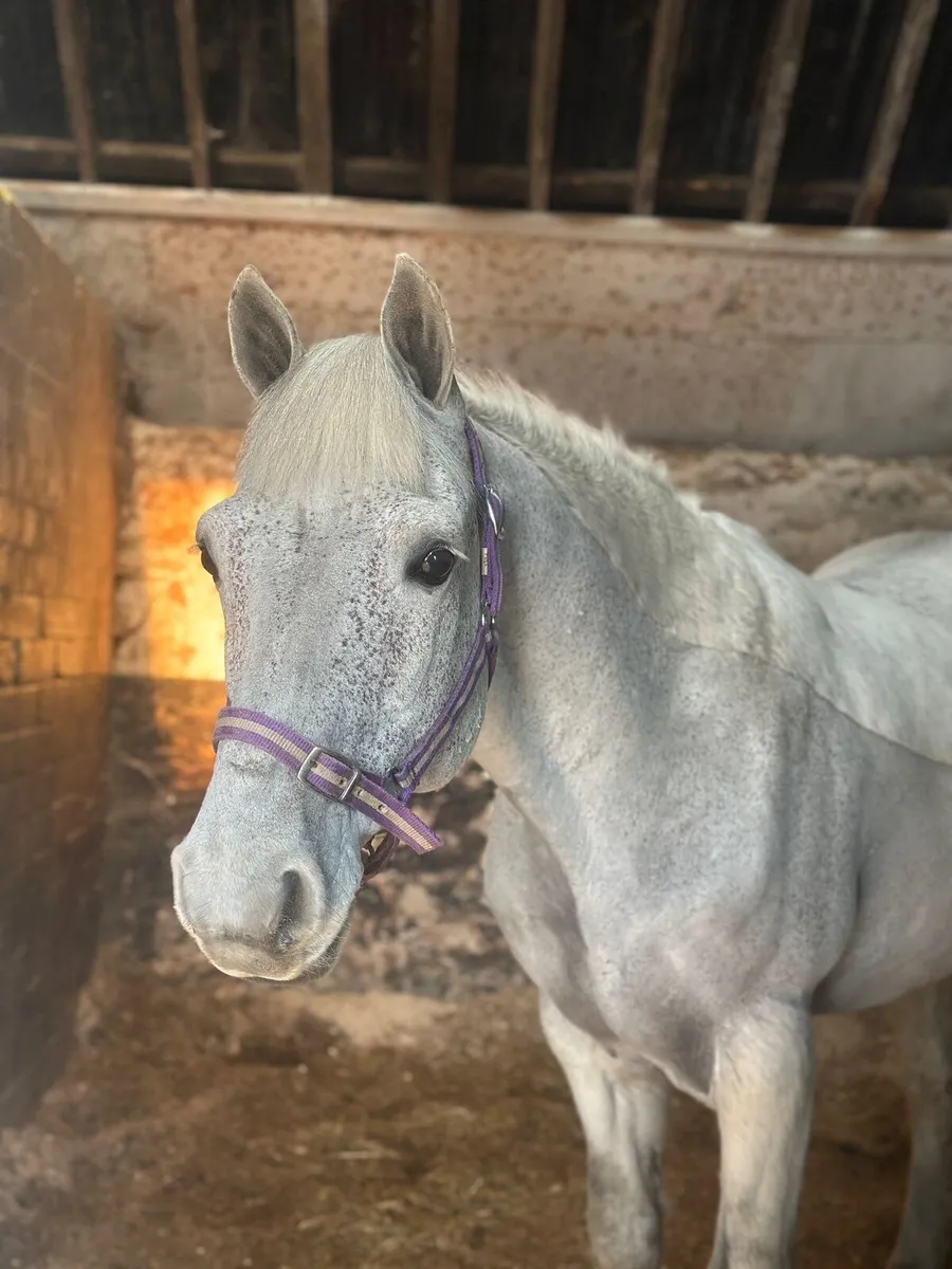 Class 1 full connemara gelding - Lot26a Cavan Sale - Image 1