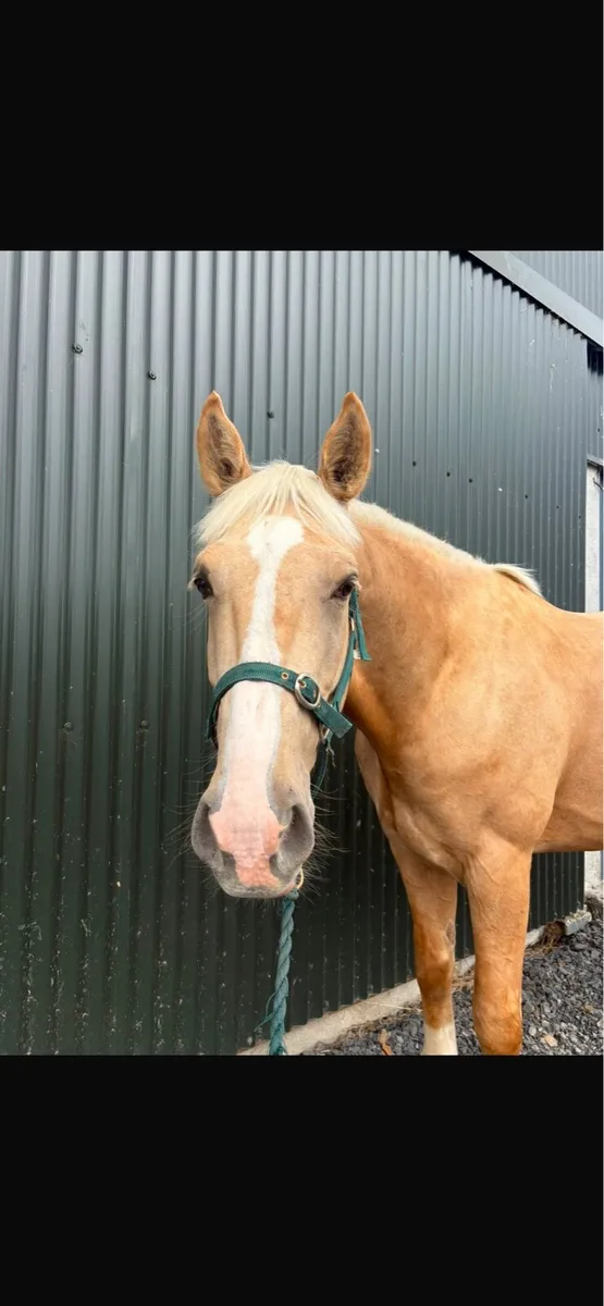 Palamino 4 Year Old Gelding - Image 1