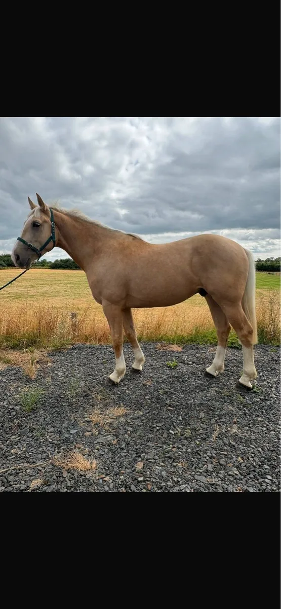 Palamino 4 Year Old Gelding - Image 2