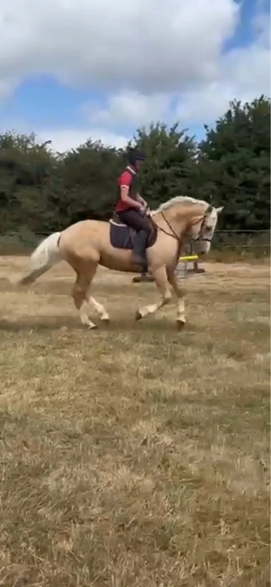 Palamino 4 Year Old Gelding - Image 3