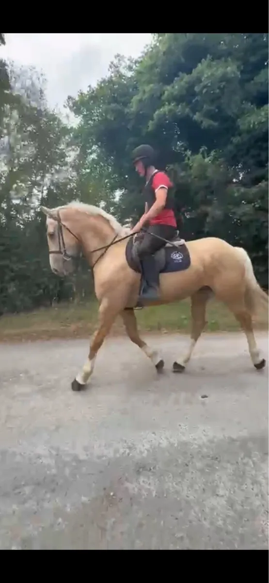 Palamino 4 Year Old Gelding - Image 4