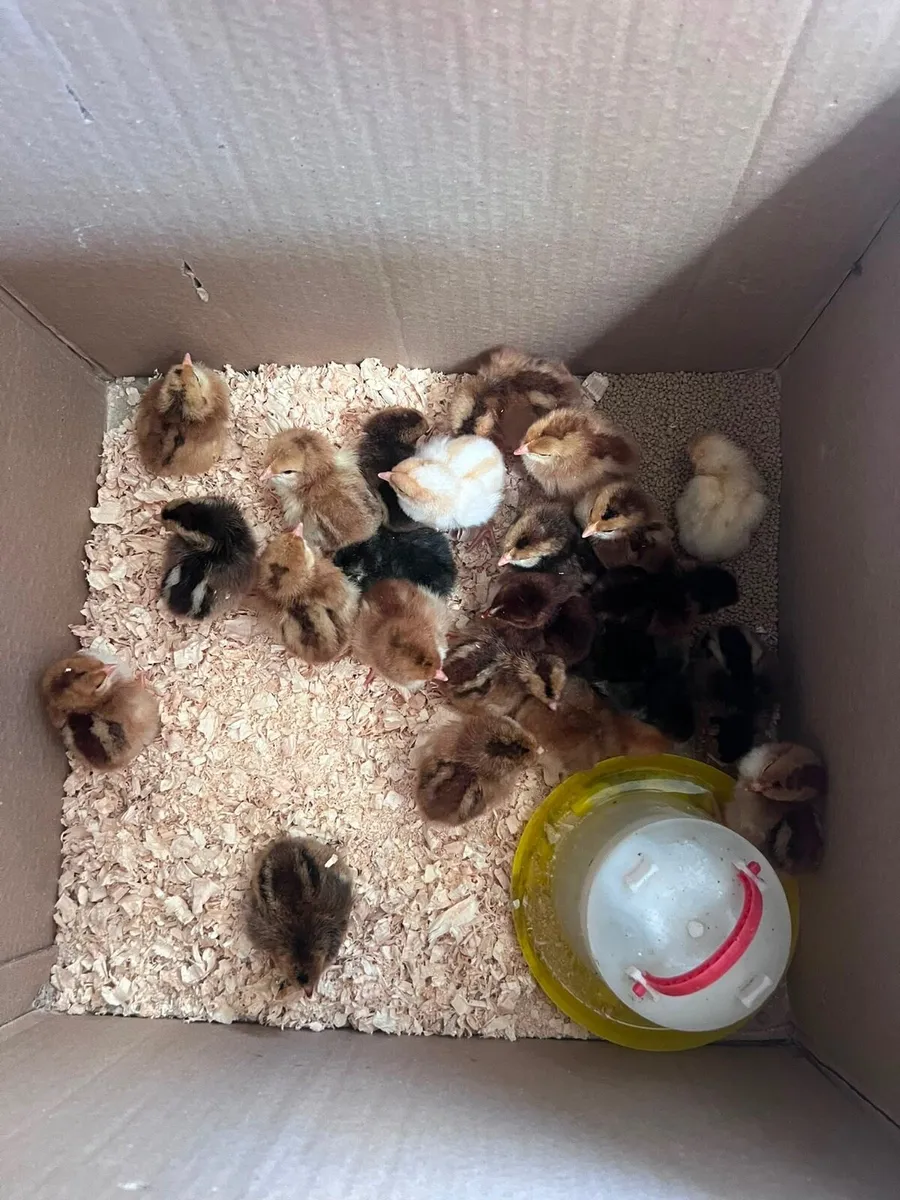 Chicks - Image 1