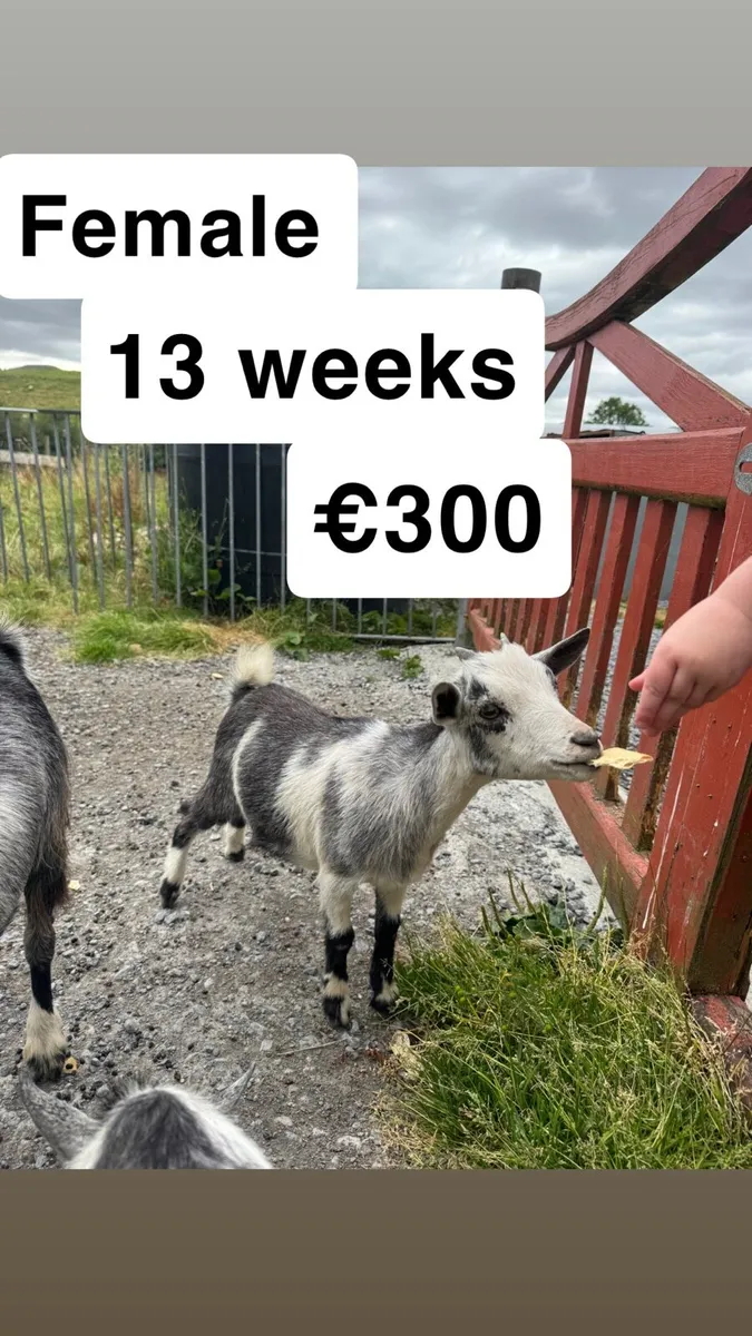 Pygmy Goats - Image 1
