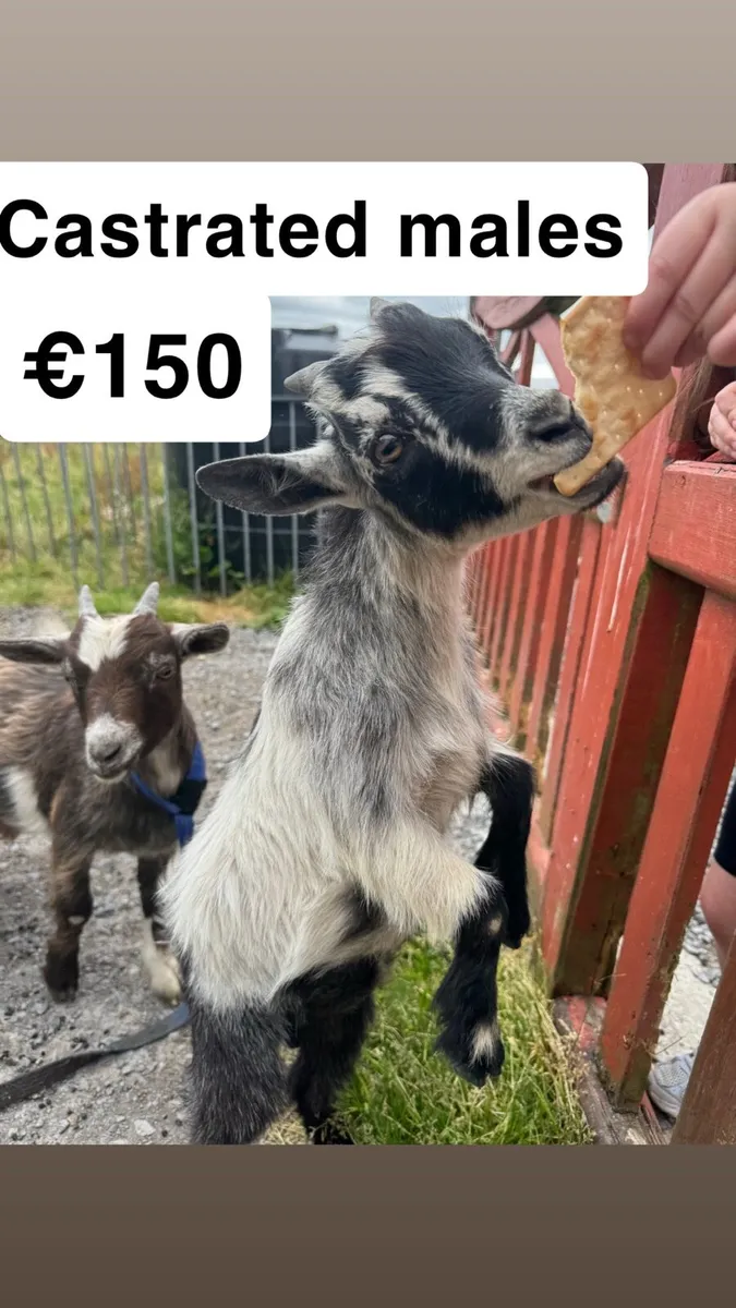 Pygmy Goats - Image 2