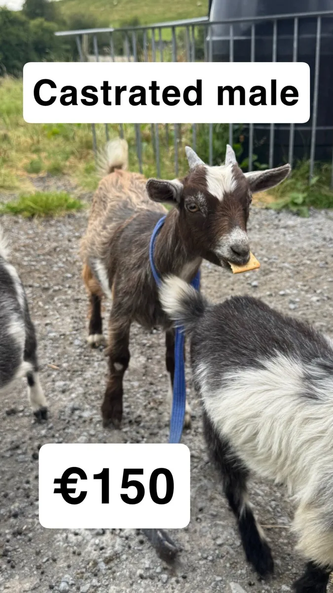 Pygmy Goats - Image 3