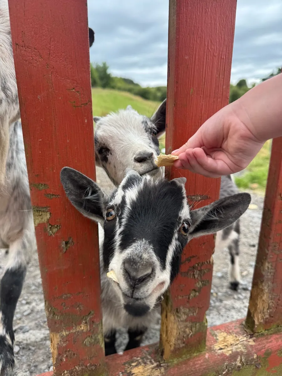 Pygmy Goats - Image 4