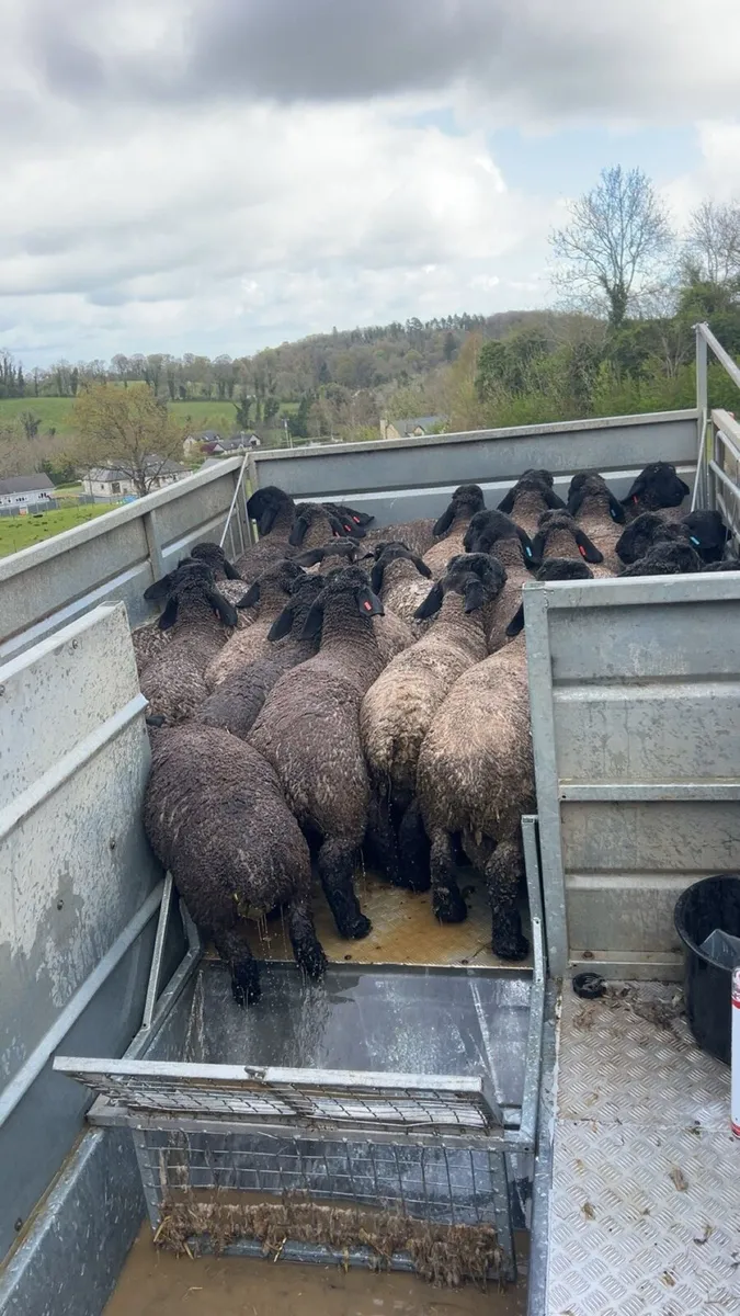 *mobile sheep dipping contractor * - Image 2