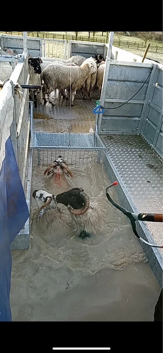 *mobile sheep dipping contractor * - Image 3