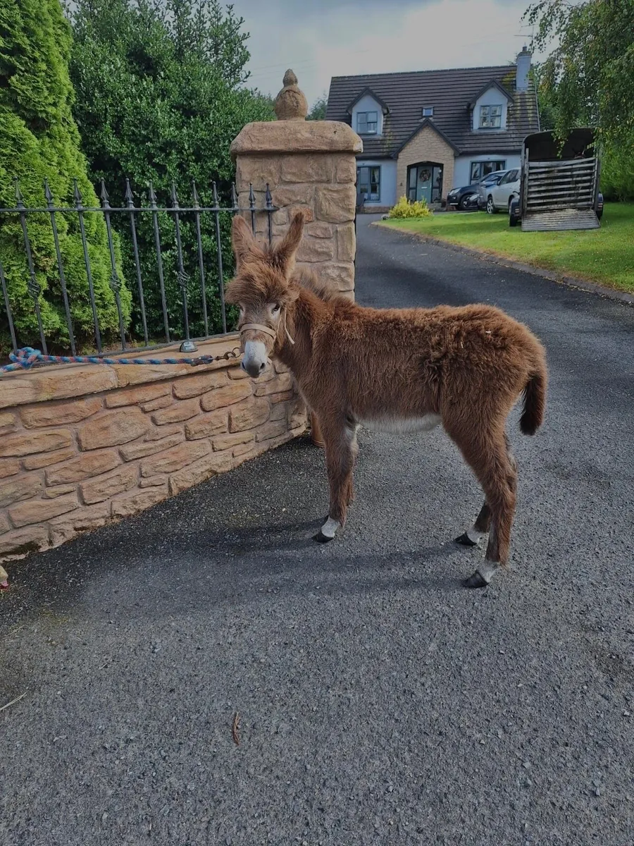 Donkey Foal, Tyrone - Image 4