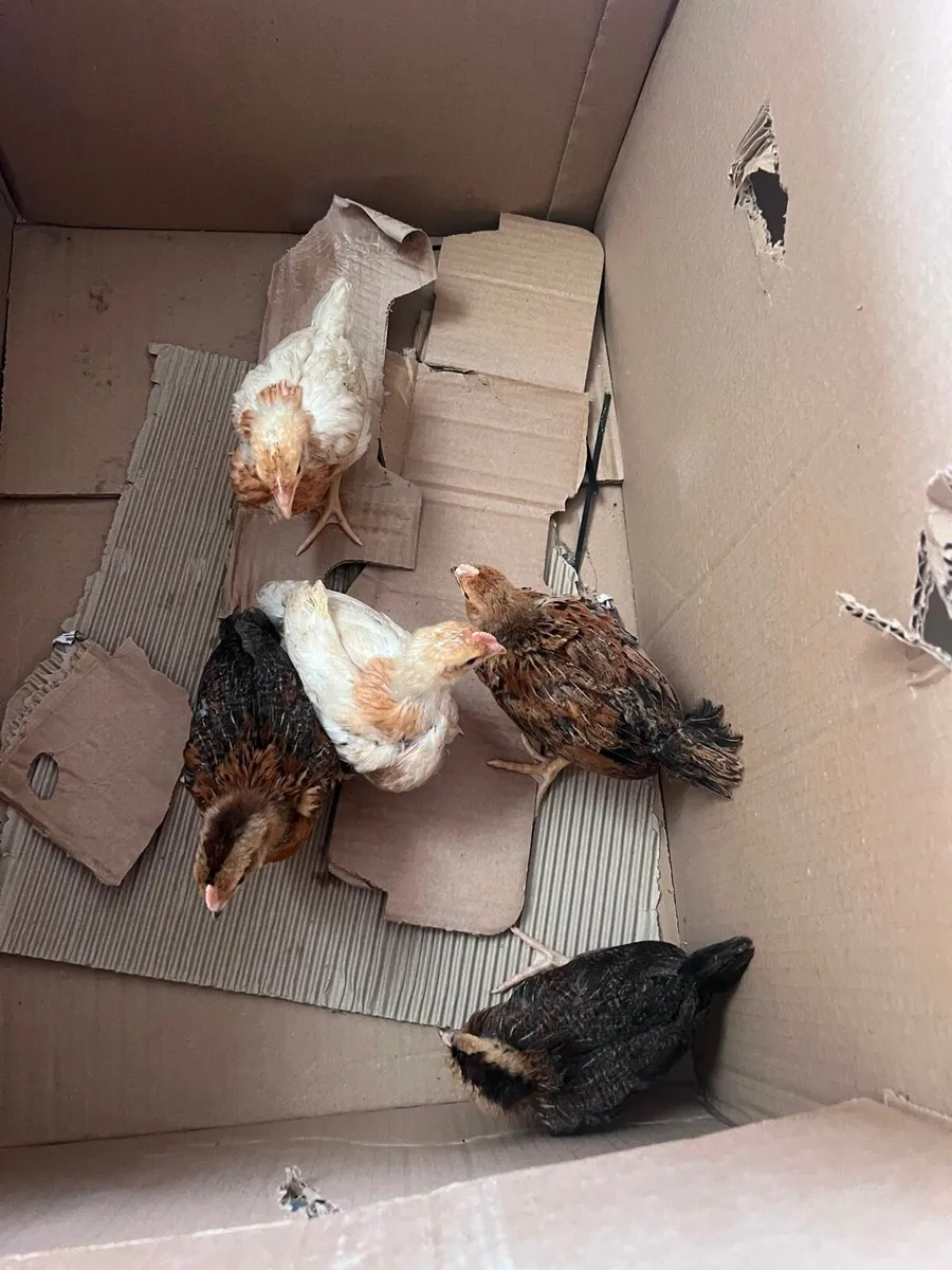 Chicks - Image 2