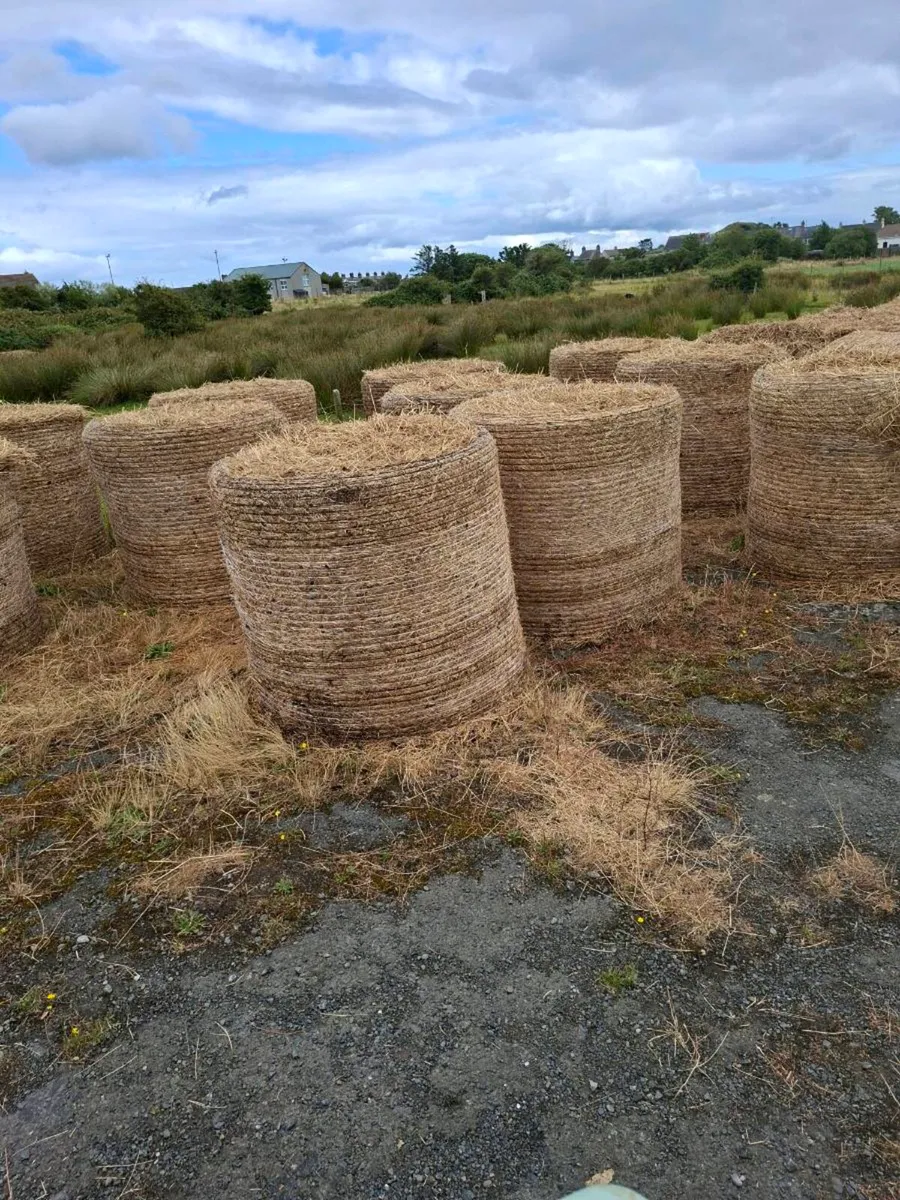 30 bales of poor Quality hay - Image 1