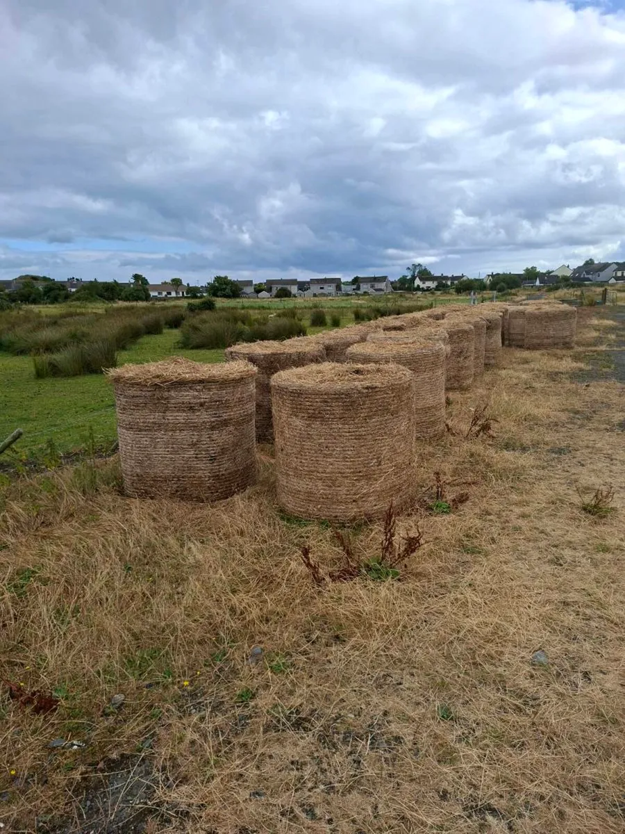 30 bales of poor Quality hay - Image 2