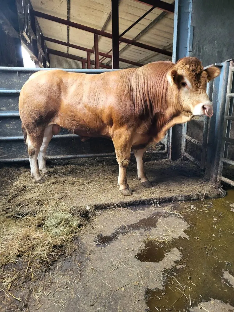 Pedigree Limousine  bull - Image 1