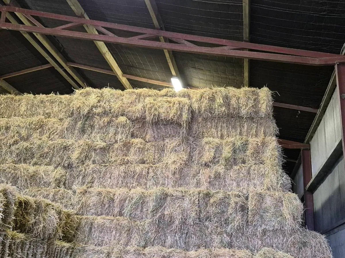 Hay for sale - Image 2