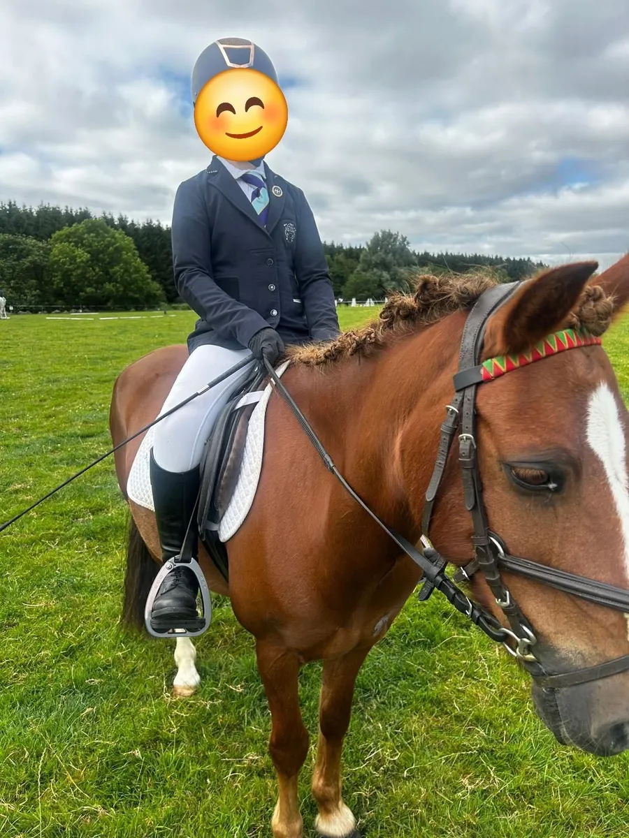Super 2nd Pony with Plenty of Personality - Image 3