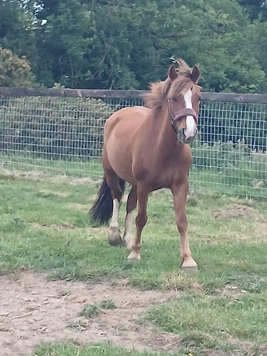 Super 2nd Pony with Plenty of Personality - Image 2
