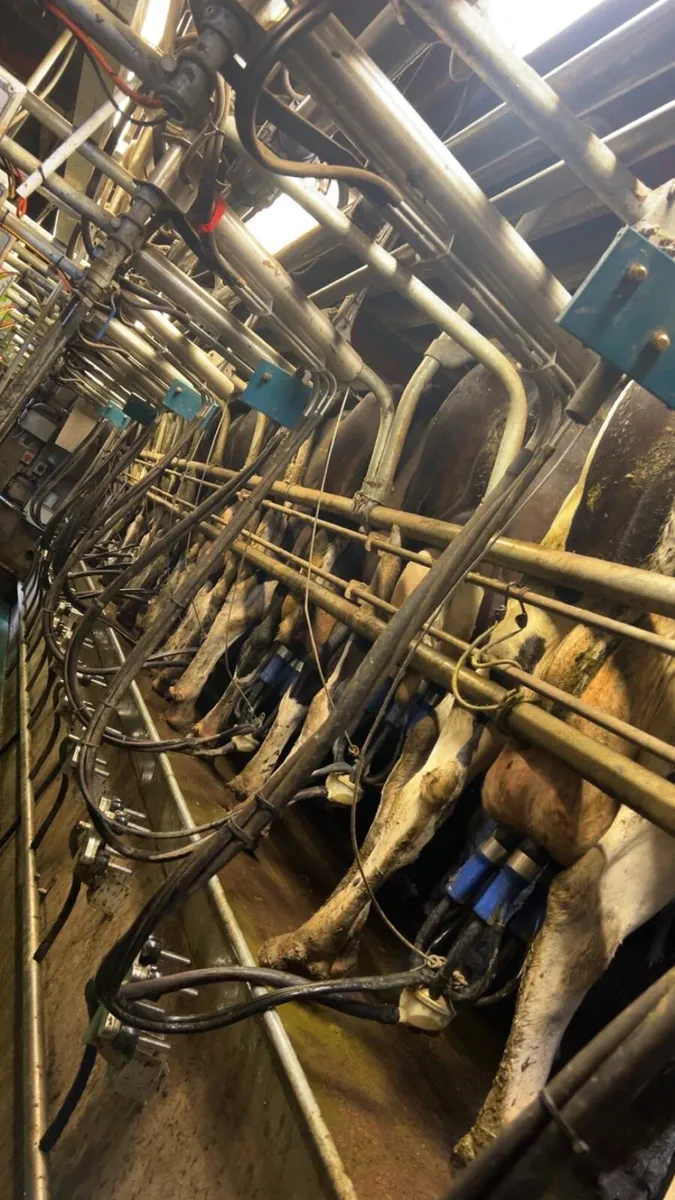 Relief Milker Available - Image 2