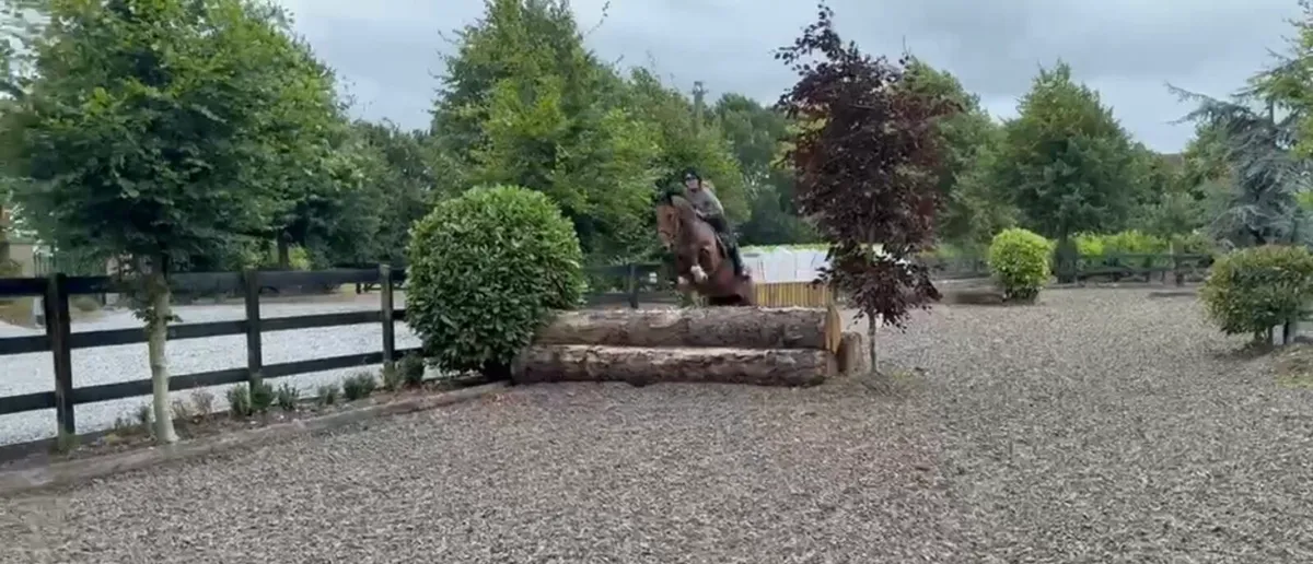 Horse - Image 1